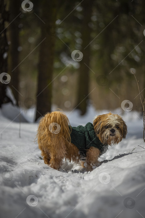 Скачать собака ши тцу гуляет в свитере фотосток Ozero
