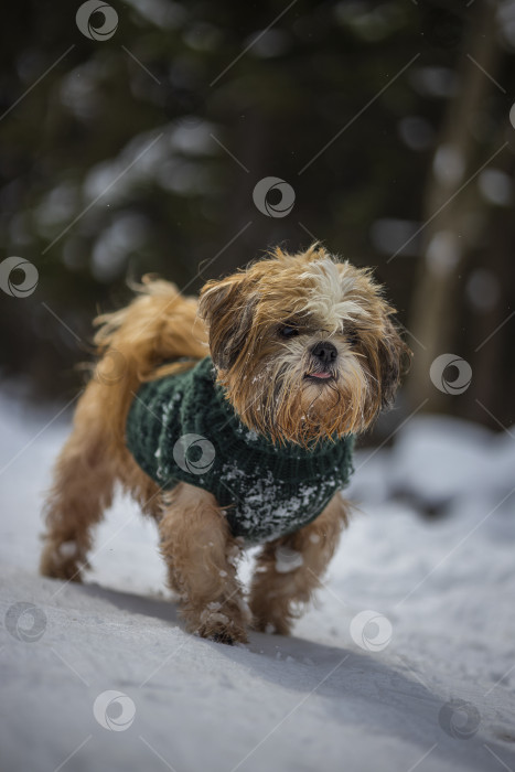 Скачать собака ши тцу гуляет в свитере фотосток Ozero