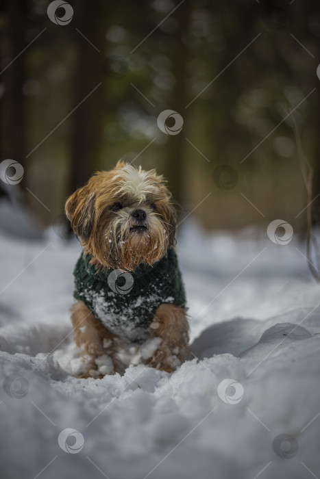 Скачать собака ши-тцу гуляет в свитере фотосток Ozero