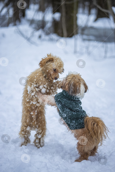 Скачать собака ши-тцу играет с другой собакой фотосток Ozero