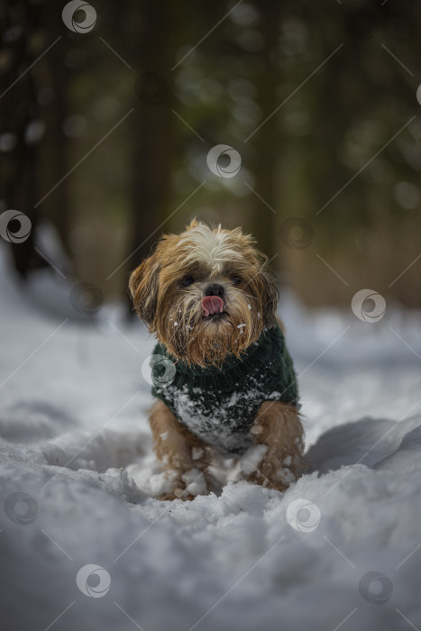 Скачать собака ши тцу гуляет в свитере фотосток Ozero