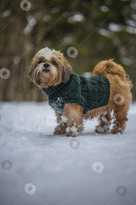 Скачать собака ши тцу гуляет в свитере фотосток Ozero