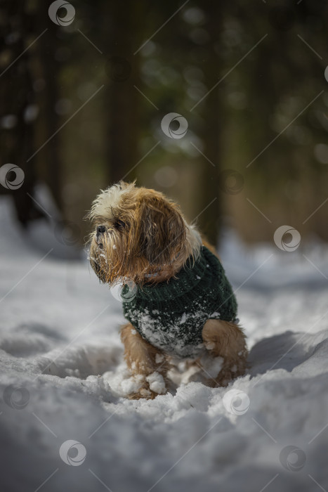 Скачать собака ши-тцу гуляет в свитере фотосток Ozero