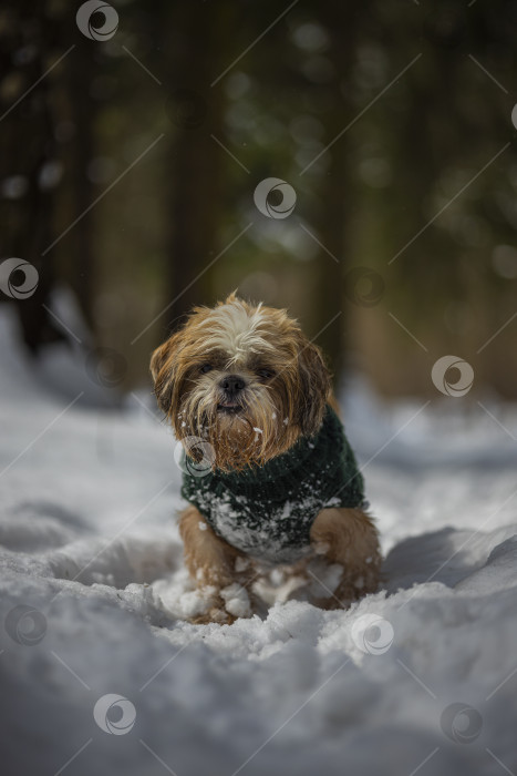 Скачать собака ши-тцу гуляет в свитере фотосток Ozero