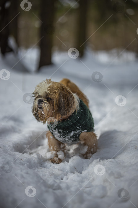 Скачать собака ши-тцу гуляет в свитере фотосток Ozero