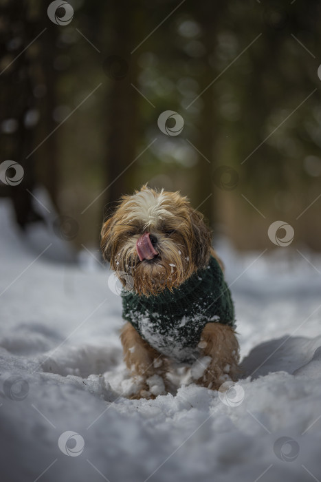 Скачать собака ши тцу гуляет в свитере фотосток Ozero
