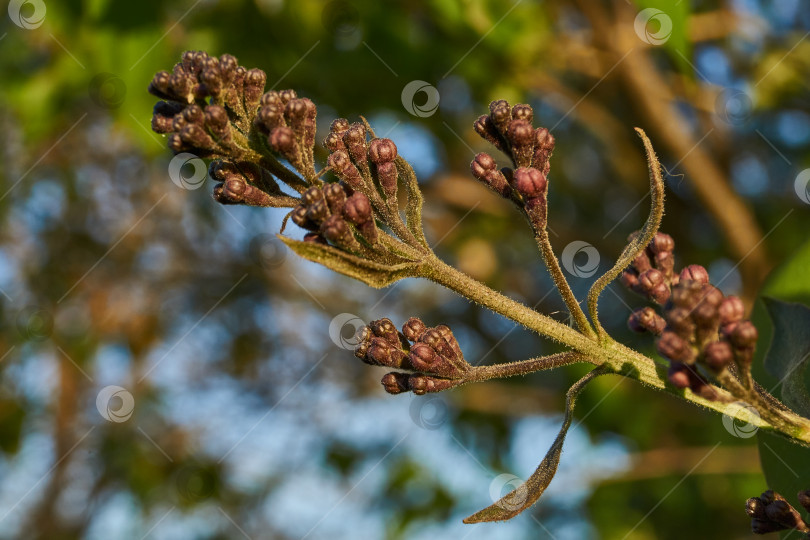 Скачать Сиреневые соцветия в лучах заходящего весеннего майского солнца. фотосток Ozero