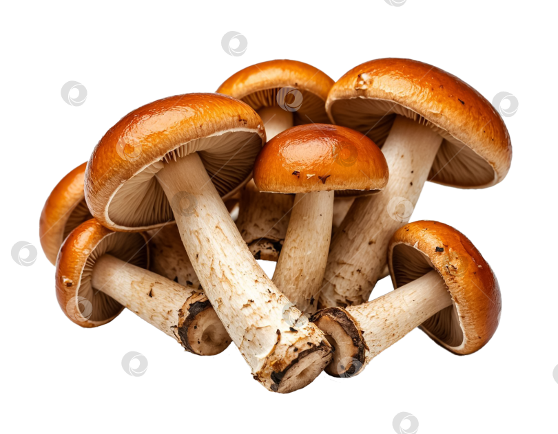 Скачать Грибы в сливочном масле на прозрачном фоне. Создано с помощью искусственного интеллекта. фотосток Ozero