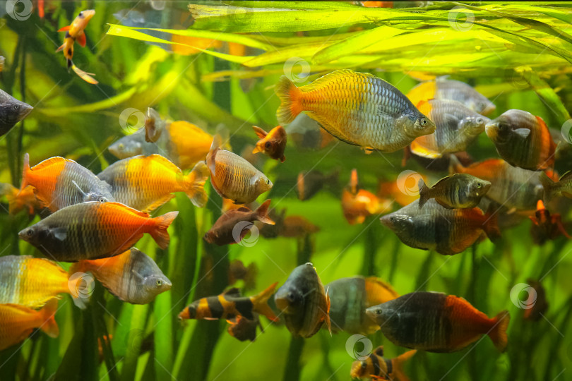 Скачать Радужная рыба Босмана - Melanotaenia boesemani. Рыбки в аквариуме. Рыбки под водой. Пятно. фотосток Ozero