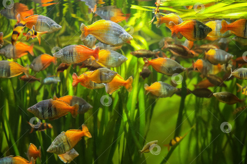 Скачать Радужная рыба Боэсмана - Melanotaenia boesemani. Рыбки в аквариуме. Рыбки под водой. Пятно. фотосток Ozero