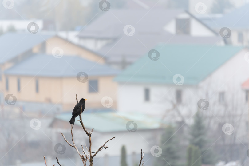 Скачать Черный дрозд фотосток Ozero