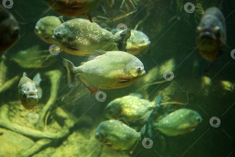 Скачать Рыбы под водой. Рыбы в аквариуме. Рыба-пиранья. Пятно. фотосток Ozero