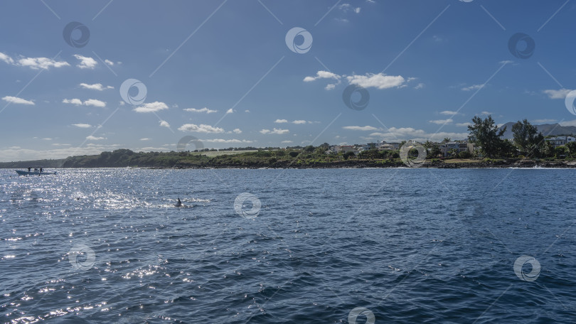 Скачать Голубой океан. Над водой видны спинной плавник и спина дельфина. фотосток Ozero