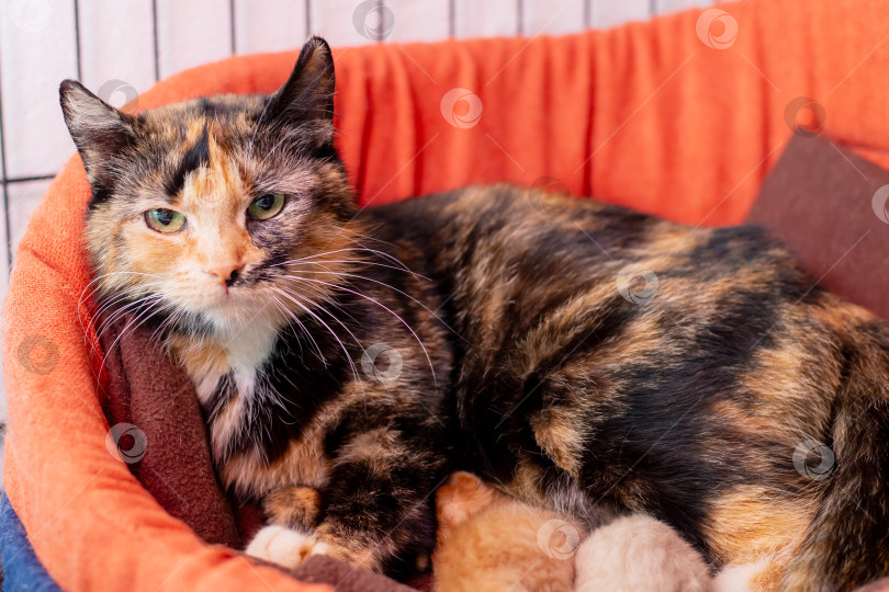 Скачать Ситцевая кошка нянчит своих котят на оранжевой подстилке, излучая теплые флюиды фотосток Ozero