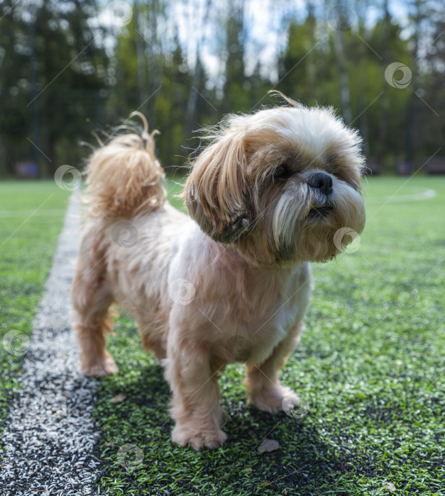 Скачать собака ши тцу на футбольном поле фотосток Ozero