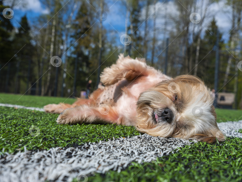 Скачать собака ши тцу фотосток Ozero