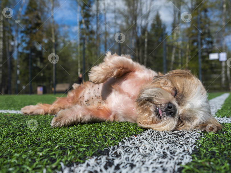 Скачать собака ши-тцу на футбольном поле фотосток Ozero