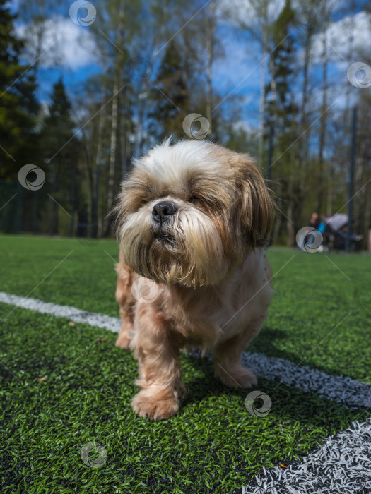 Скачать собака ши тцу на футбольном поле фотосток Ozero