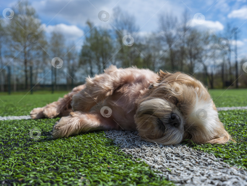 Скачать собака ши тцу фотосток Ozero