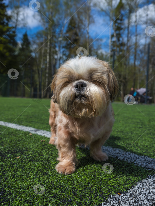 Скачать собака ши тцу фотосток Ozero