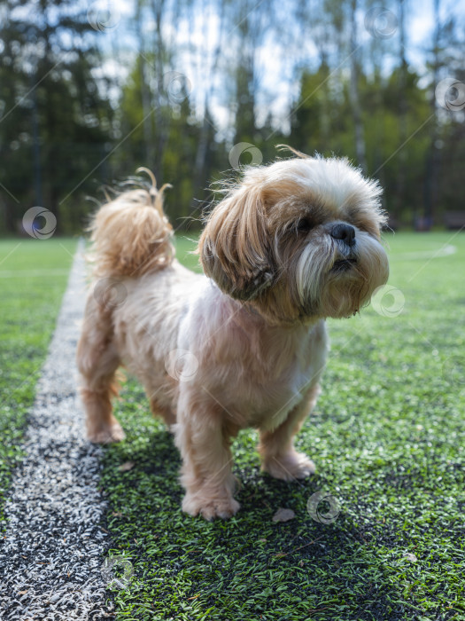 Скачать собака ши тцу фотосток Ozero