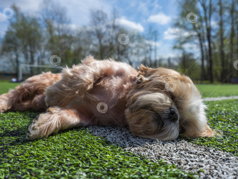 Скачать собака ши-тцу на футбольном поле фотосток Ozero