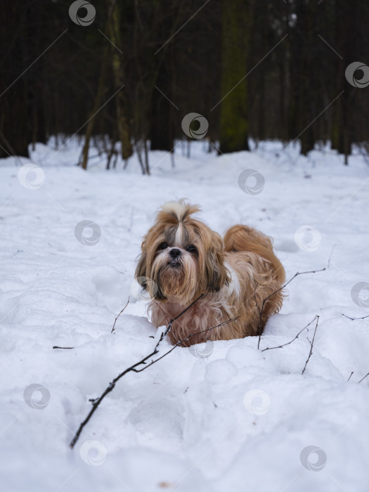 Скачать собака ши тцу идет по снежной дороге фотосток Ozero