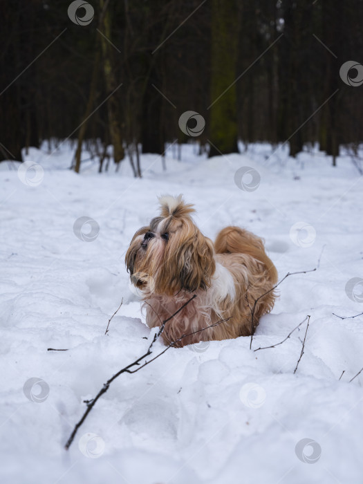 Скачать собака ши тцу идет в парке зимой фотосток Ozero