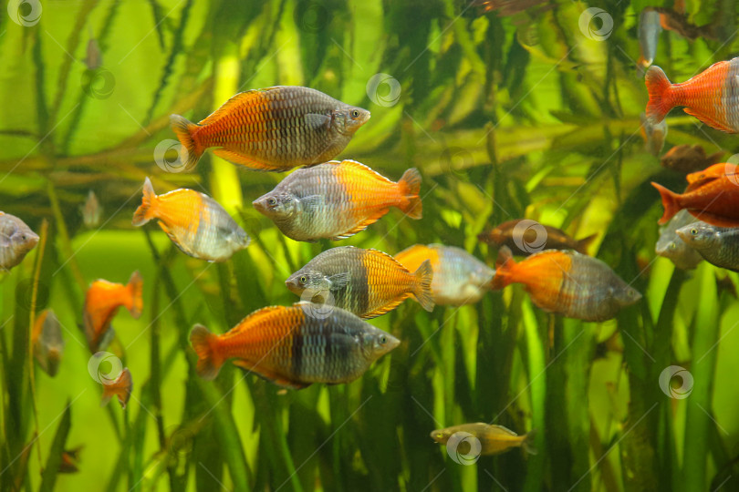 Скачать Радужная рыба Босмана - Melanotaenia boesemani. Рыбки в аквариуме. Рыбки под водой. Пятно. фотосток Ozero