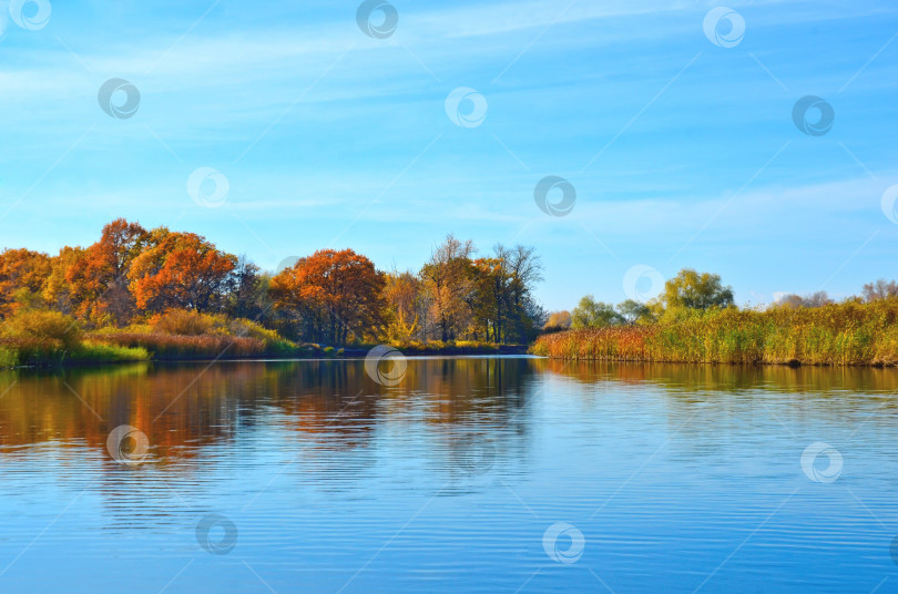 Скачать осень, берег у воды, осенние деревья ярких цветов, отражающиеся в воде выборочным фокусом фотосток Ozero