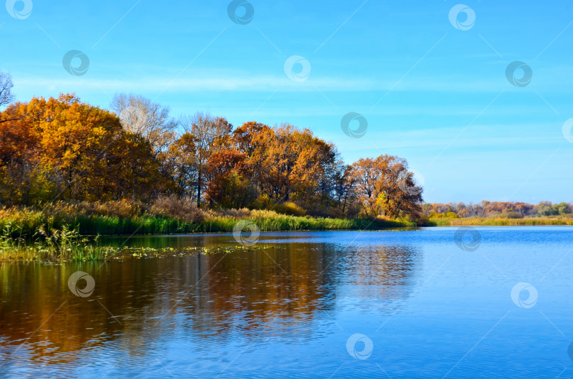 Скачать осень, берег у воды, осенние деревья ярких цветов, отражающиеся в воде выборочным фокусом фотосток Ozero