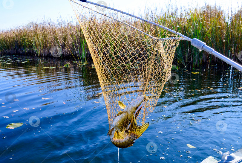 Скачать рыбалка, садок с пойманной хищной рыбой щукой в реке селективного фокуса фотосток Ozero