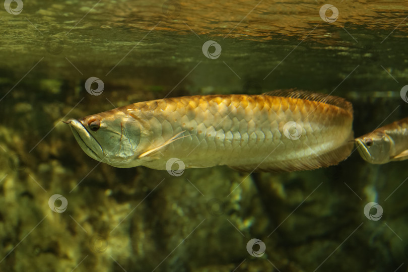 Скачать Платиновая арована (Osteoglossum bicirrhosum) - самая дорогая рыба в мире. Рыбы в аквариуме. Рыбы под водой. фотосток Ozero