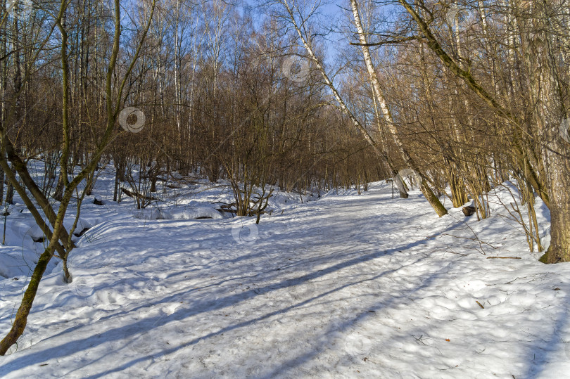Скачать Лес ранней весной. фотосток Ozero