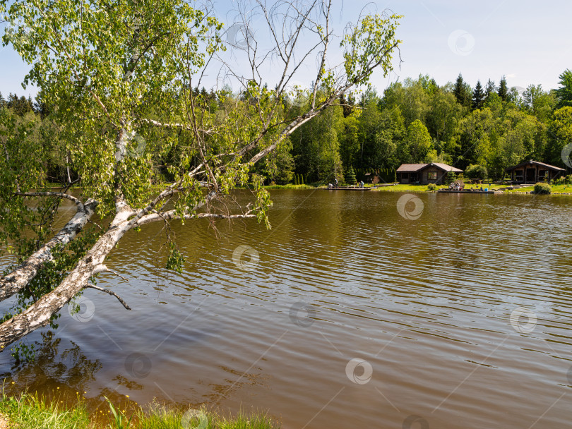 Скачать Летний пейзаж с березой около воды на пруду для семейного отдыха на берегу водоема с возможностью рыбалки в летний день фотосток Ozero