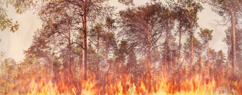Скачать Сосновый лес в огне. Концепция лесного пожара. фотосток Ozero