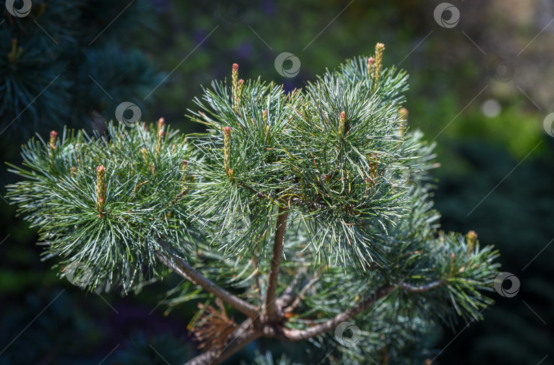 Скачать Крупный план ветки Pinus parviflora Negishi с густой голубоватой хвоей. Элегантная карликовая сосна идеально подходит для садового дизайна, бонсай или создания фона с естественной текстурой. фотосток Ozero