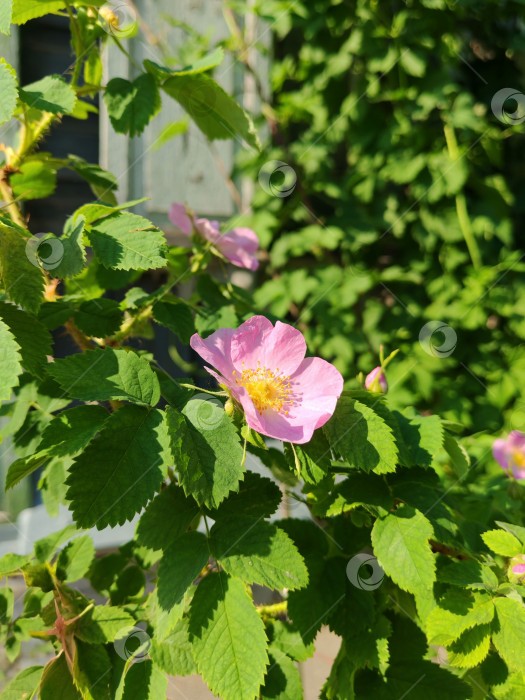 Скачать Розовый цветок шиповника фотосток Ozero