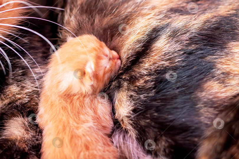 Скачать Подробная фотография кошки и очаровательного котенка крупным планом фотосток Ozero