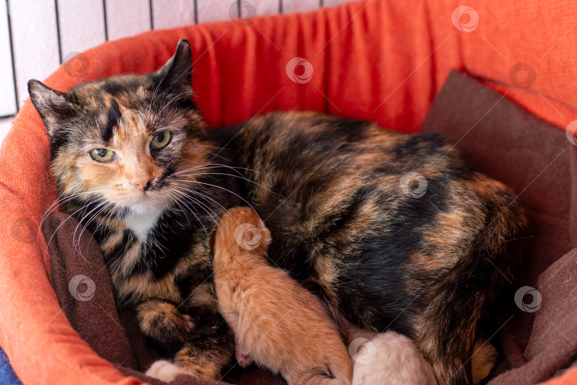 Скачать Ситцевая кошка лежит на собачьей лежанке, а рядом с ней два очаровательных котенка фотосток Ozero