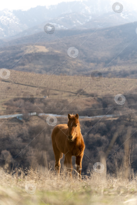 Скачать Лошадь в горах фотосток Ozero