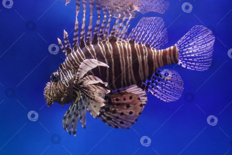 Скачать Крылатка (dendrochirus zebra), рыба в аквариуме фотосток Ozero