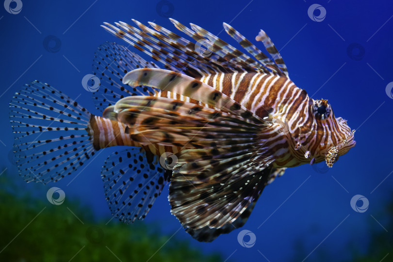 Скачать Крылатка (dendrochirus zebra), рыба в аквариуме фотосток Ozero