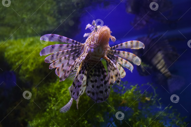 Скачать Крылатка (dendrochirus zebra), рыба в аквариуме фотосток Ozero