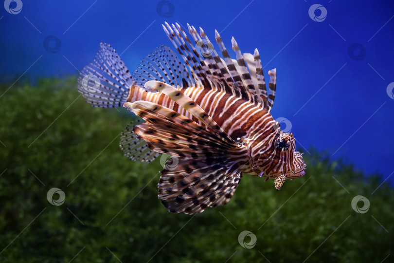 Скачать Крылатка (dendrochirus zebra), рыба в аквариуме, размытый фон фотосток Ozero