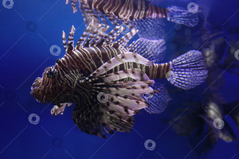 Скачать Крылатка (dendrochirus zebra), рыба в аквариуме фотосток Ozero