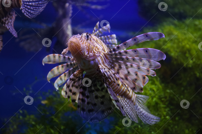 Скачать Крылатка (dendrochirus zebra), рыба в аквариуме фотосток Ozero
