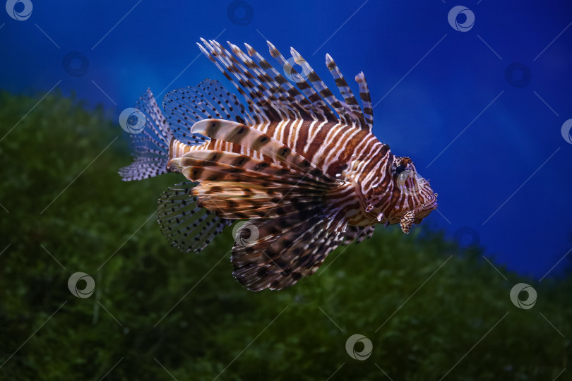 Скачать Крылатка (dendrochirus zebra), рыба в аквариуме фотосток Ozero
