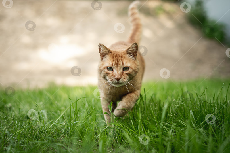 Скачать Рыжий кот фотосток Ozero