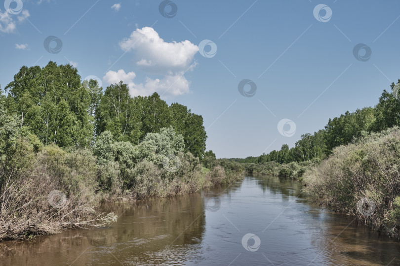 Скачать Таежная Сибирская река Вагай в пейзаже раннего лета фотосток Ozero